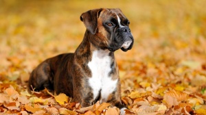 Acheter un chien Boxer adulte ou retraits d'levage